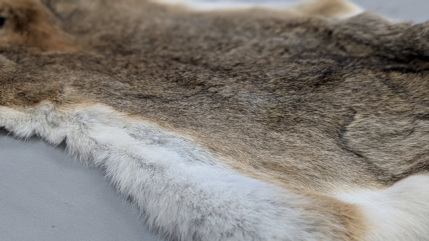 Rabbit Pelt