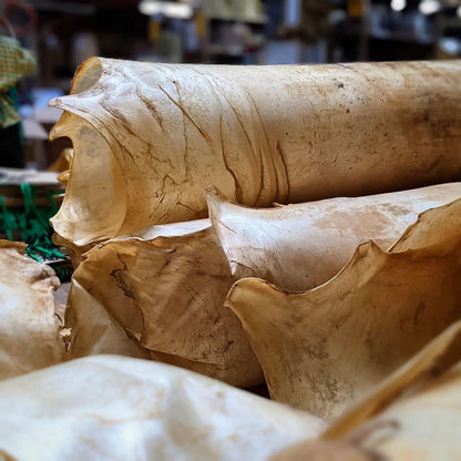 Elk Rawhide