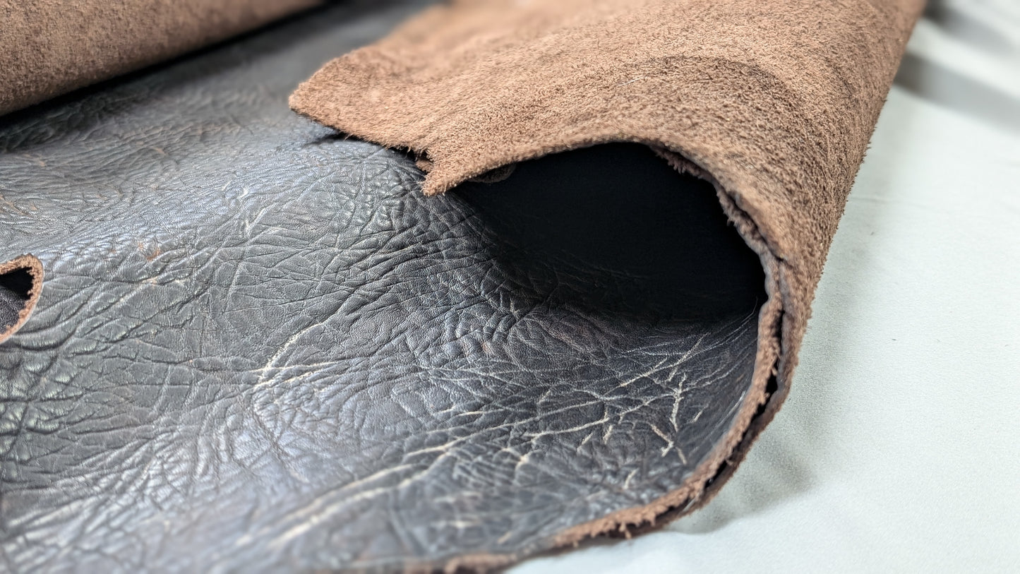 Shrunken Bull Shoulder